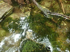 Chiloscyphus aperticaulis