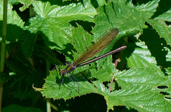 Calopteryx splendens