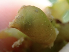 Volvatella bermudae