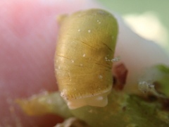 Volvatella bermudae
