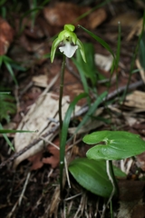 Dactylostalix ringens