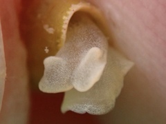 Volvatella bermudae