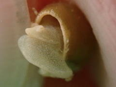 Volvatella bermudae