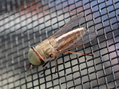 Tabanus lineola