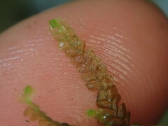 Chiloscyphus aperticaulis