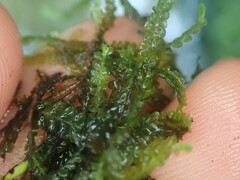 Chiloscyphus aperticaulis