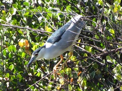 Nycticorax nycticorax image