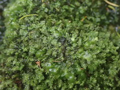 Chiloscyphus aperticaulis