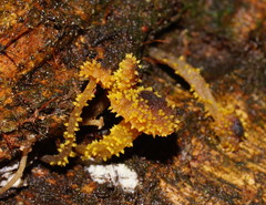 Neobarya agaricicola image