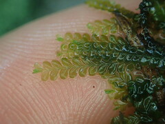 Chiloscyphus aperticaulis