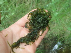 Chiloscyphus aperticaulis