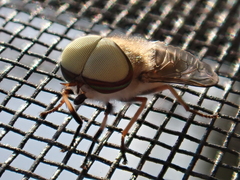 Tabanus lineola