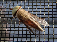 Tabanus lineola