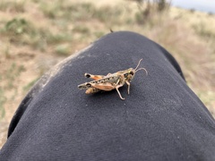 Melanoplus occidentalis
