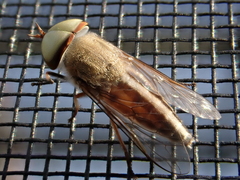 Tabanus lineola
