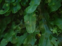 Pallavicinia innovans