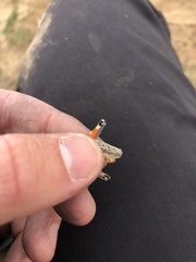 Melanoplus occidentalis