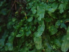 Pallavicinia innovans