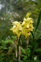 Phaius flavus