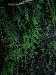 Lepidolaena taylorii