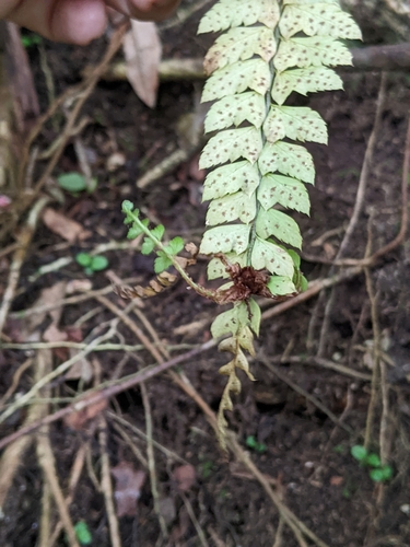 Polystichum platyphyllum observed 2022-06-20