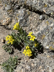 Draba streptobrachia