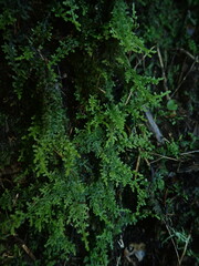 Lepidolaena taylorii