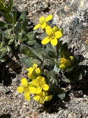 Draba streptobrachia