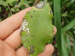 Stigmella hakekeae