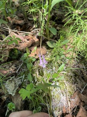 Corydalis pauciflora