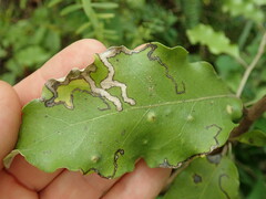 Stigmella hakekeae