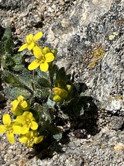 Draba streptobrachia