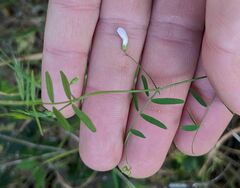 Vicia hassei