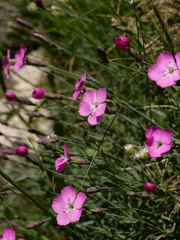 Dianthus gratianopolitanus