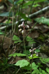 Tiarella polyphylla