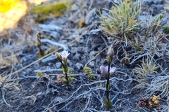 Gentianella magellanica