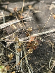 Androsace occidentalis