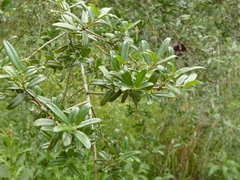 Ilex myrtifolia