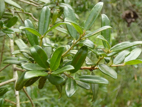 Image of Ilex myrtifolia by no rights reserved