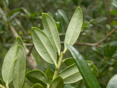 Ilex myrtifolia