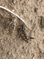Melanoplus occidentalis