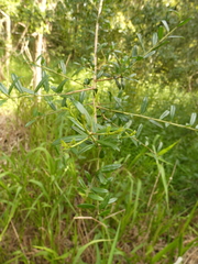 Ilex myrtifolia