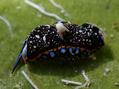 Camachoaglaja berolina