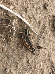 Melanoplus occidentalis