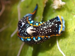 Camachoaglaja berolina