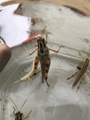 Melanoplus occidentalis