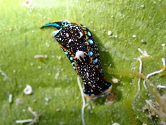 Camachoaglaja berolina