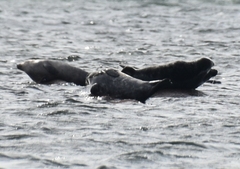 Halichoerus grypus grypus