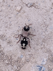 Ronisia barbarula