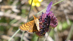 Melitaea deione